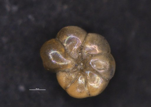 Ammonia shchedrinae Hayward & Holzmann, 2021
