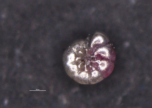 Ammonia turgida almogilabinae Hayward & Holzmann, 2021