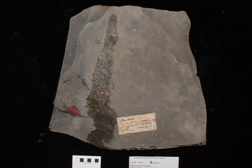 Unidentified