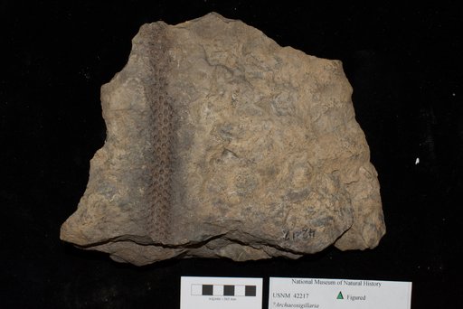 Unidentified