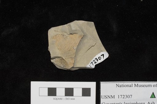 Unidentified
