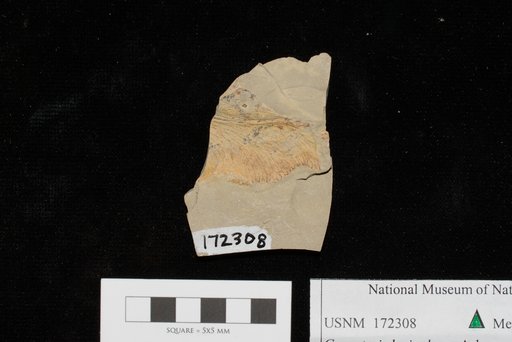 Unidentified
