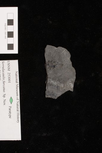 Unidentified