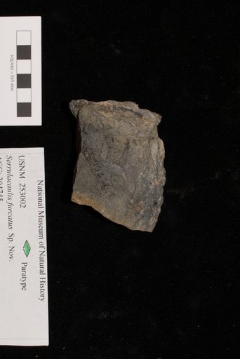 Unidentified