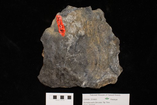 Unidentified