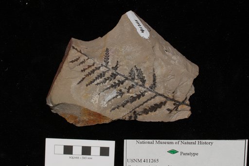 Unidentified