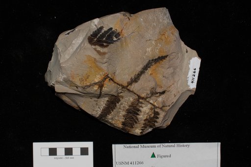 Unidentified