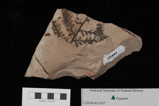 Unidentified