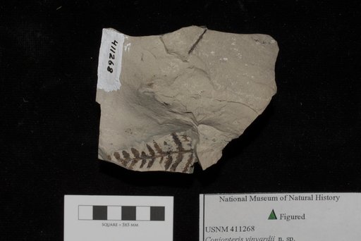 Unidentified