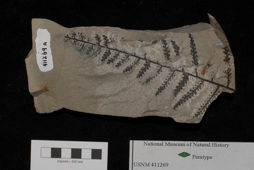 Unidentified