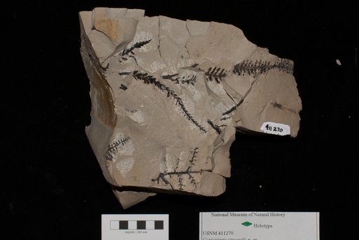 Unidentified