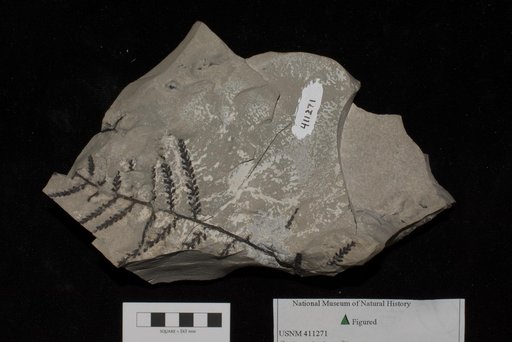 Unidentified