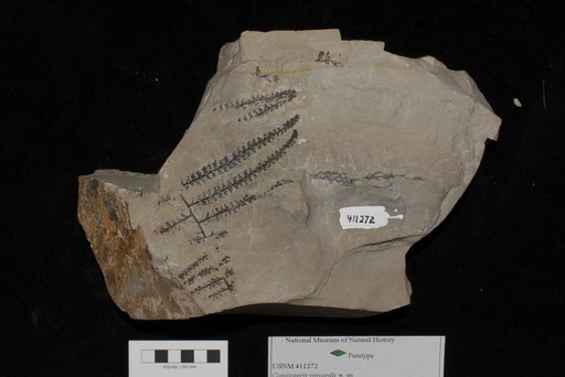 Unidentified
