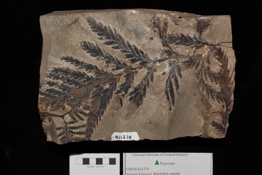 Unidentified