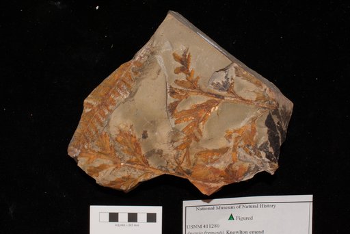 Unidentified