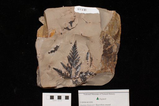 Unidentified