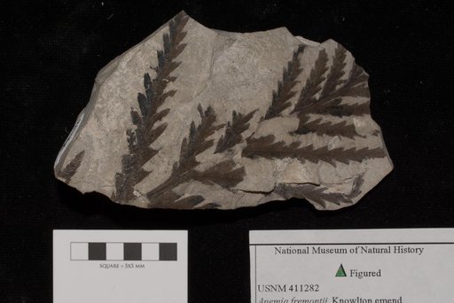 Unidentified