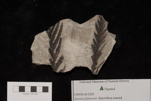 Unidentified