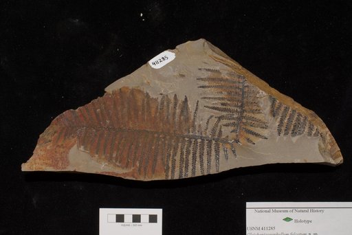 Unidentified