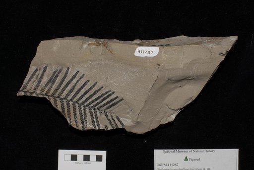 Unidentified