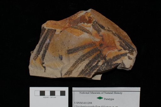 Unidentified