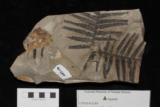 Unidentified