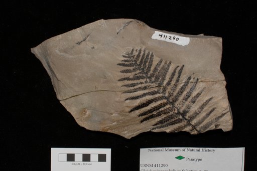 Unidentified