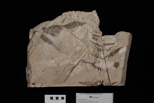 Unidentified