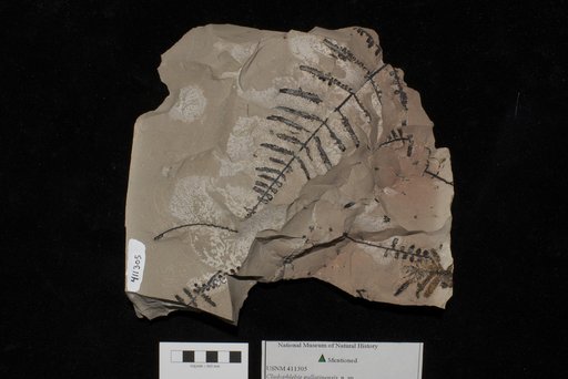 Unidentified