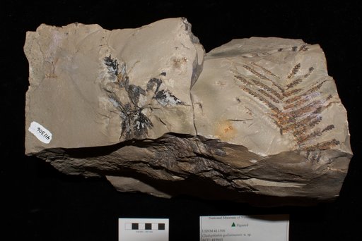 Unidentified
