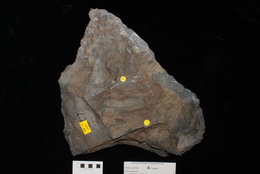 Unidentified