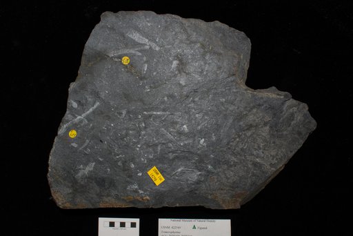 Unidentified