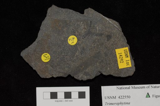 Unidentified