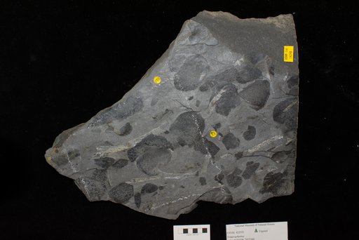 Unidentified