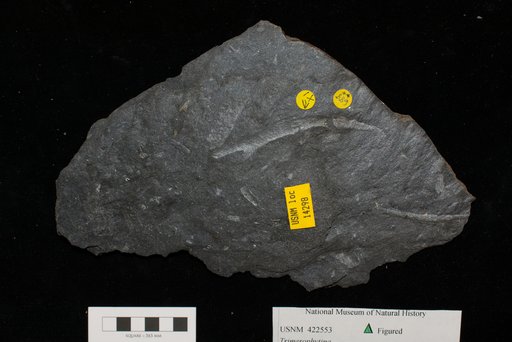 Unidentified