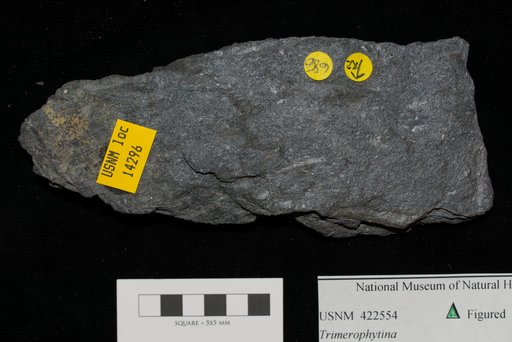 Unidentified