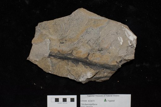 Unidentified