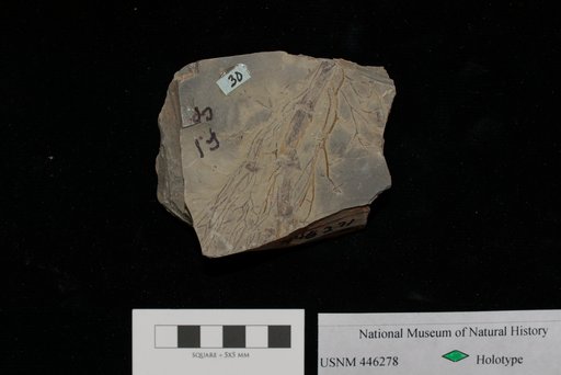 Unidentified