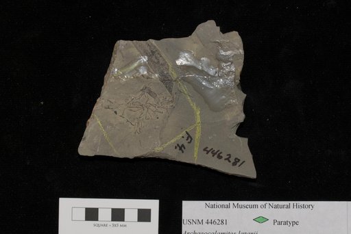 Unidentified