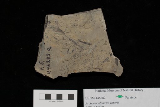 Unidentified