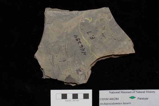 Unidentified