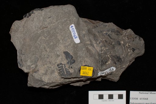Unidentified
