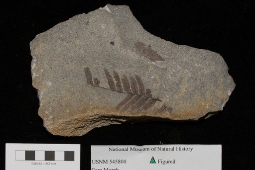 Unidentified