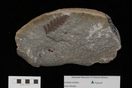 Unidentified