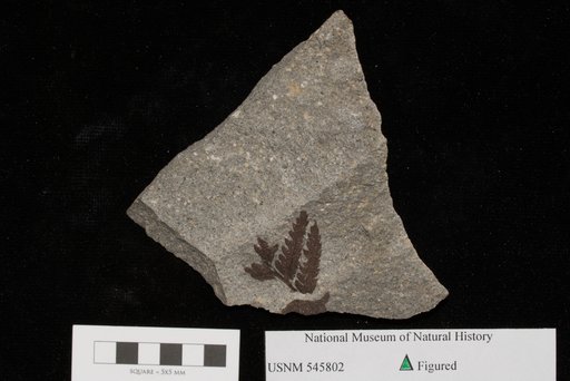 Unidentified