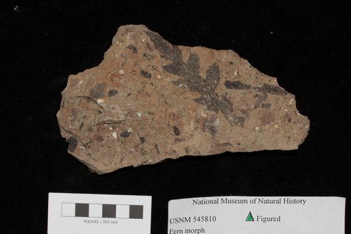 Unidentified