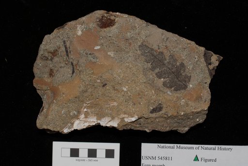 Unidentified
