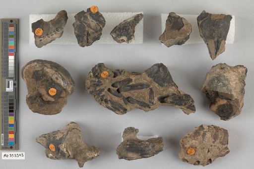 Astacus chenoderma Cope
