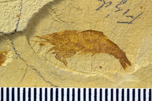 Bahiacaris roxoi (Beurlen, 1950)