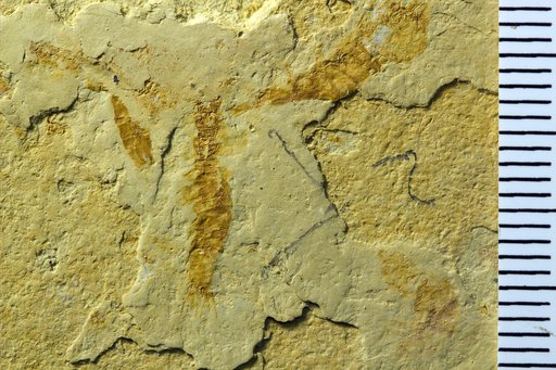 Bahiacaris roxoi (Beurlen, 1950)